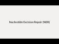Nucleotide Excision Repair (NER)
