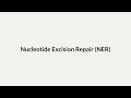 Nucleotide Excision Repair NER