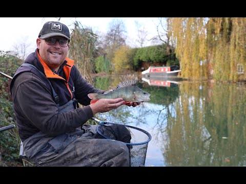 Perch fishing with lob worms on the pole.  Kennet and Avon Canal - Dunmill