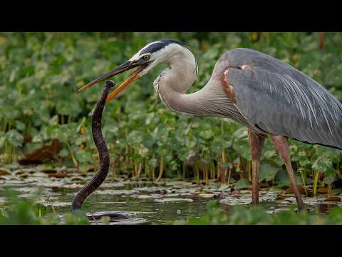 RIVERS & DELTAS | Anatolia Ancient Nature Full Episode