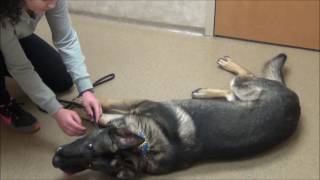 Blitz lays down on command for vet office appointment.