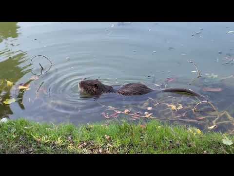 image : Samedi au jardin : Un jardin sur l'Ile Maurice