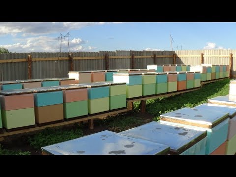 Главный взяток подсолнуха на точке Бакфаст