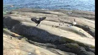 preview picture of video 'Suomenlinna island, Finland. Clever birds'