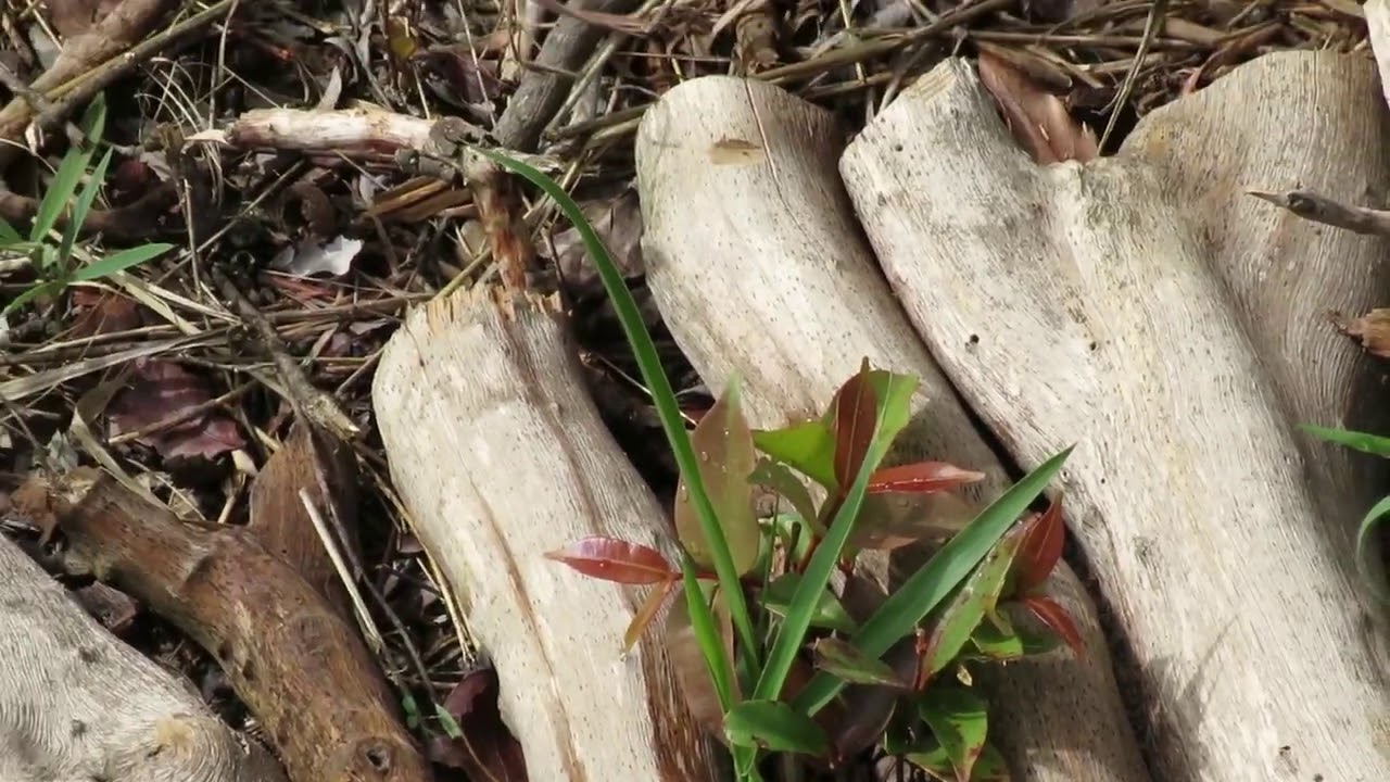A melhor fruta para se plantar.