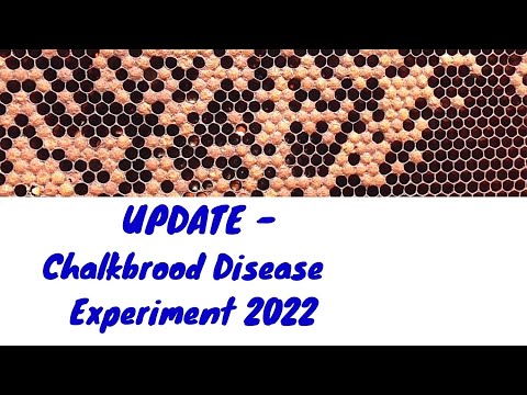 UPDATE - Chalkbrood Disease Experiment  2022  #ALLAussieContent
