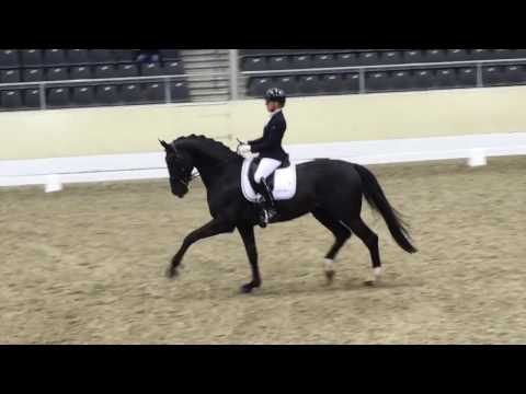 Don Martillo Sportprüfung Verden