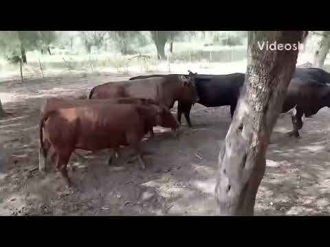 Vaquillona para faena en Campo Gallo, Santiago del Estero