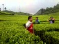 Bfc Junior Di Kbun Teh Walini