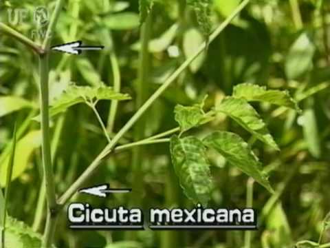 download lagu mp3 mp4 Cicuta Maculata, download lagu Cicuta Maculata gratis, unduh video klip Cicuta Maculata