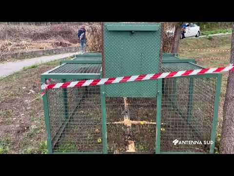 21 Ottobre 2023   Potenza   Installate gabbie per cinghiali