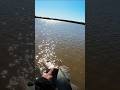Video Thumbnail for Walleye #shorts #fishing #catchandrelease