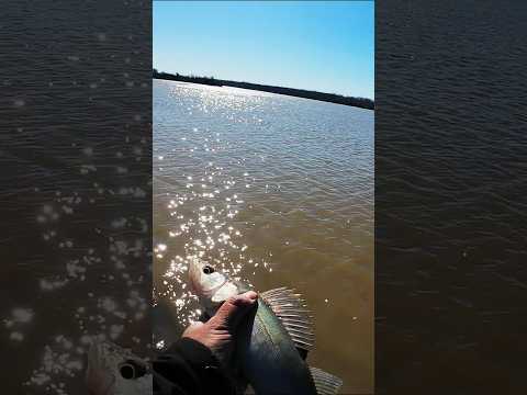 Walleye #shorts #fishing #catchandrelease