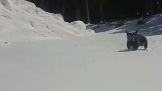 French bulldog stitch running and falling in snow slow motion