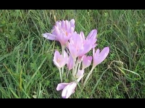 MVI 3916, Herbstzeitlose Wiese in Wien Schwarzenbergpark Nord Wienerwaldwiese