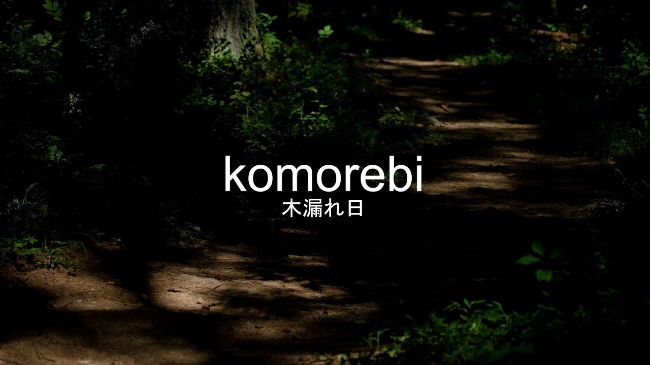 play video: when you notice the sunlight streaming through the trees - 1 Hour Nature Ambience