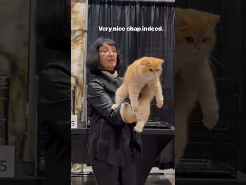 Croissant being Judged! 🥇🏆#catshorts #catshow #cat #britishshorthair