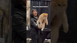 Download lagu Croissant being Judged! 🥇🏆#catshorts #catshow #cat #britishshorthair mp3