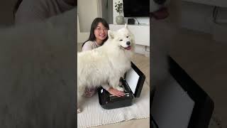 CUTEST IDEA EVER 😍 #shorts #dog