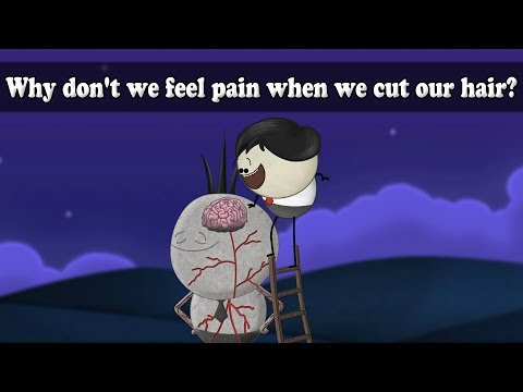 Nervous System - Why dont we feel pain when we cut our hair? | #aumsum