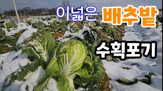 배추밭 수확포기 왜?  귀농빚쟁이 (농부는 외국인들 머슴)