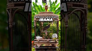 Download lagu perkutut Lokal Alam irama NGEPAT suara kristal mp3 Download lagu perkutut Lokal Alam irama NGEPAT suara kristal mp3