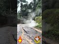 ÁRVORE GIGANTE CAI EM CIMA DE FIAÇÃO ELÉTRICA NA RUA DO JUSTOS