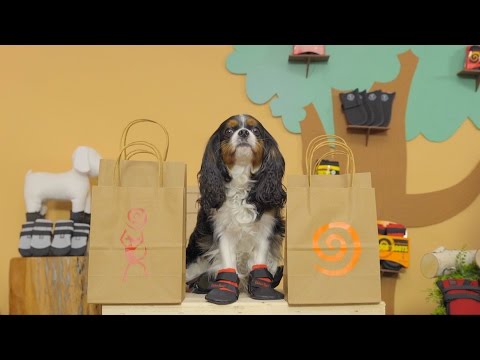 download lagu mp3 mp4 Ultra Paws Ultra Cool Dog Boots, download lagu Ultra Paws Ultra Cool Dog Boots gratis, unduh video klip Ultra Paws Ultra Cool Dog Boots