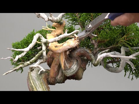 真柏のジン作り