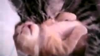 Kitten – How to Stop a Nightmare