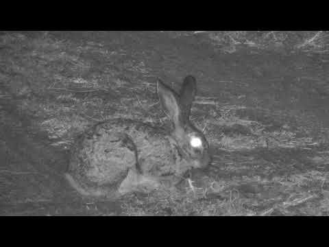 Djuma: Scrub Hare feeding - 19:47 - 08/09/18