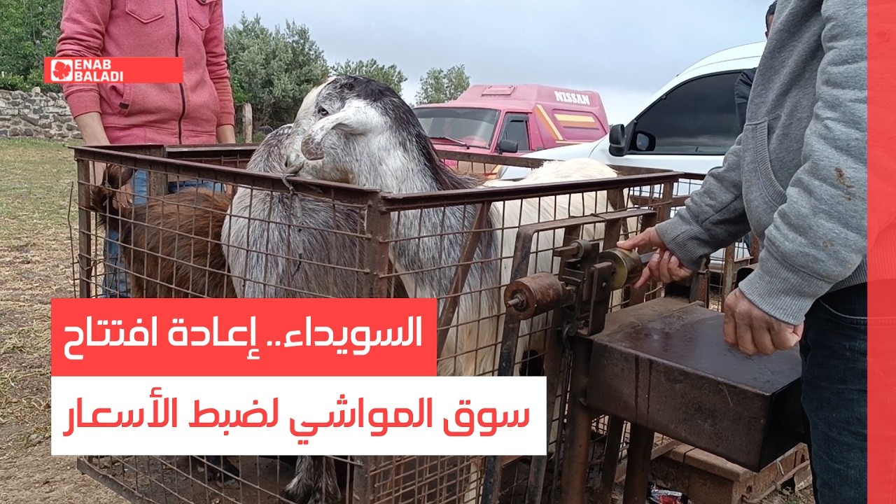 السويداء.. إعادة افتتاح سوق المواشي لضبط الأسعار