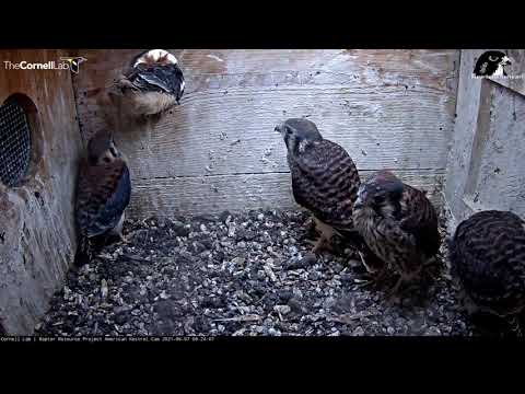 Kestrel Chick Takes Prey Delivery, Siblings Peer Out Nest Box Entrance – June 7, 2021
