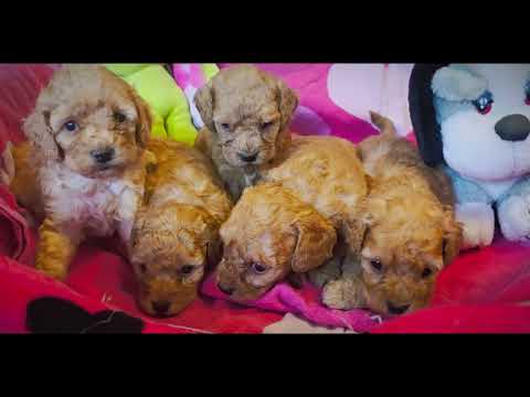 Cavapoo Welpe kaufen