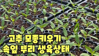 고추 모종키우기 괴산청결고추 가식10일 파종26일 세번째잎 출현 뿌리 나온 상태 확인 충북 괴산 풀뿌리농장 …