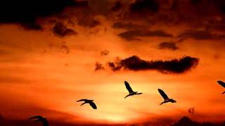 The Knife - Bird