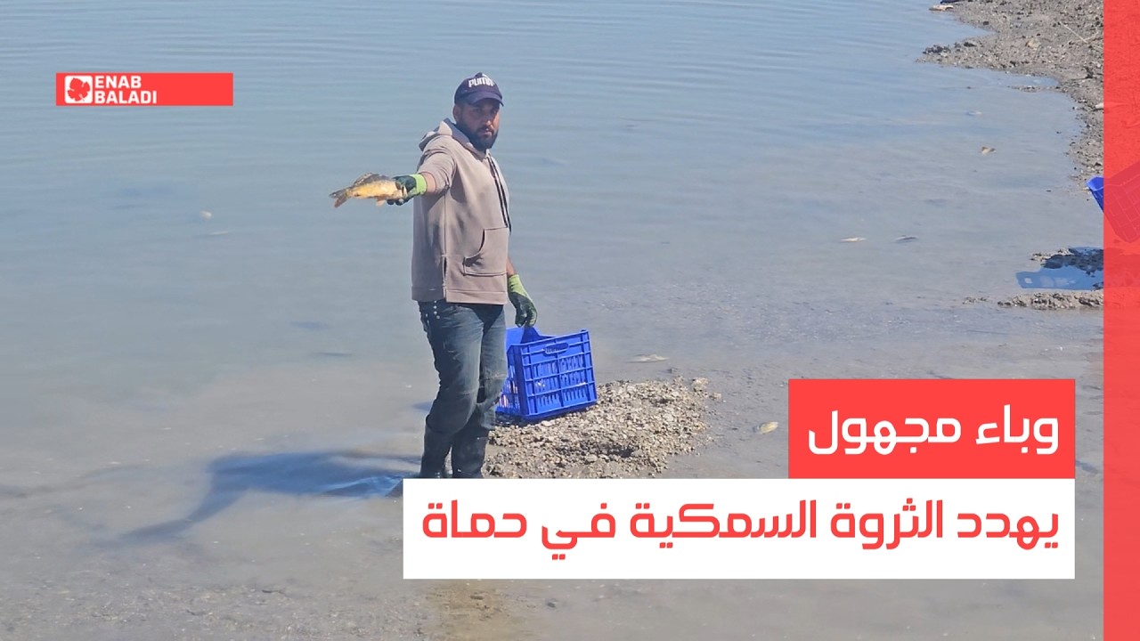 وباء مجهول يهدد الثروة السمكية في حماة