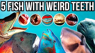 Download lagu 5 Ikan dengan Gigi Aneh mp3