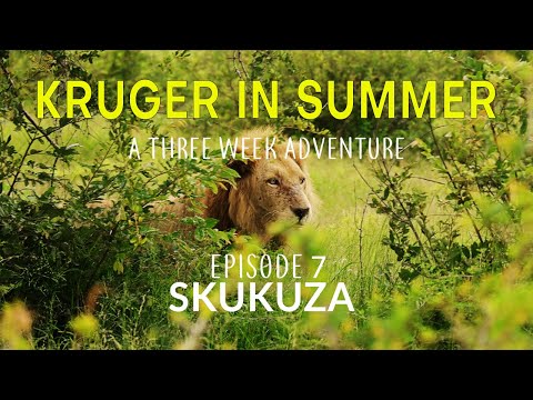 KRUGER IN SUMMER - a three week adventure - SKUKUZA (Episode 7)