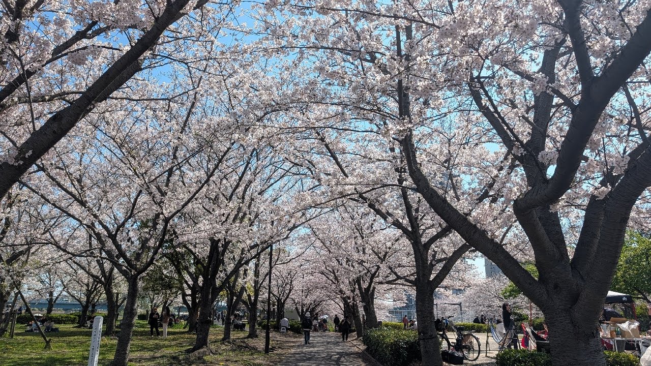 【高画質FHDお花見ライブカメラ】小松川千本桜　お花見　Komatsugawa Senbonzakura Cherry Blossom Viewing【live camera】2026/04/03