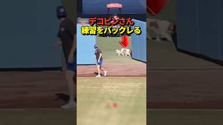 ㊗️70万再生！【大爆笑】🐶デコピンが大谷翔平との練習をまさかの拒否！