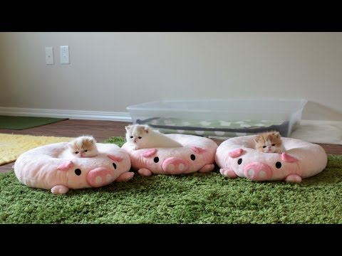 Warning: These Kittens May Be Too Cute For You!