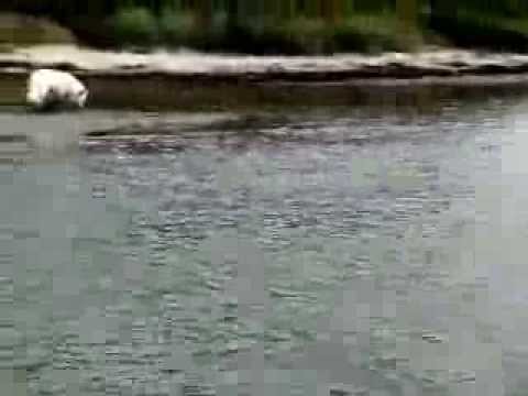 Weiße 2013   19306 Neustadt-Glewe / Meckl, -Vorpommern