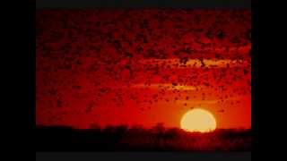 Cotton Mather - Autumn&#39;s Birds