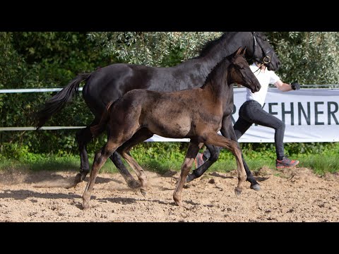 Nr. 54   Hengstfohlen "Emei Soleil" von Millennium - Hibiskus