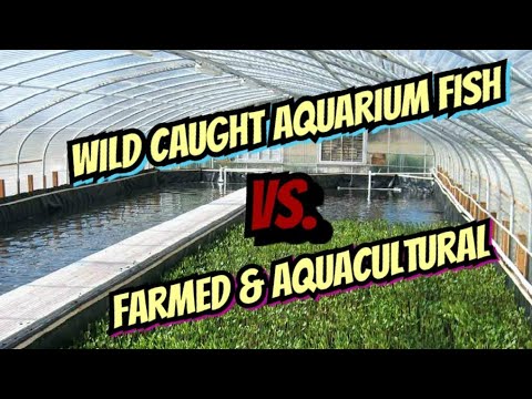 The Great Fish Controversy. Farm Raised vs. Wild Caught -  The Tropical Aquarium Fish Industry -