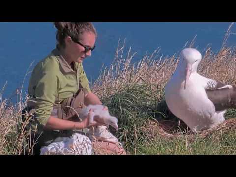 Fluffy Albatross Chick Gets A Health Check And Weighing In New Zealand | Jan. 30, 2026
