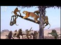 बेवकूफ बाघ को अच्छे से सबक सिखा दिया Tiger
