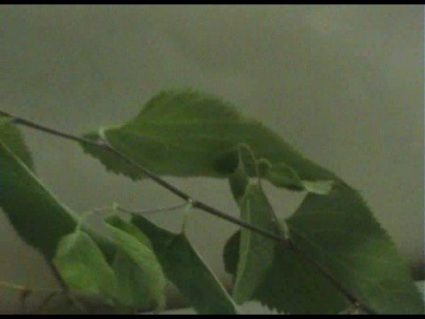 Celtis occidentalis - YouTube