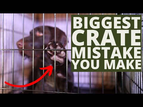 Biggest Mistake When Crate Training Your Dog